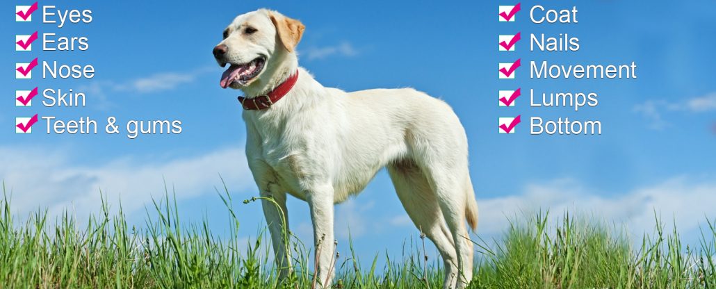 10 point health check dog preston vets oakhill veterinary centre