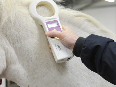 Horse microchipping