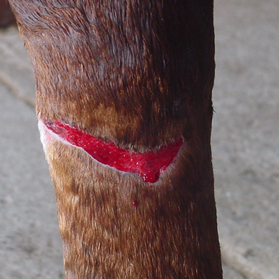 equine wound