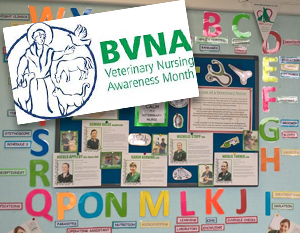 BVNA Display of the year