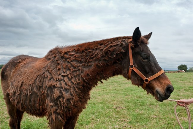cushings disease equine vets lancashire