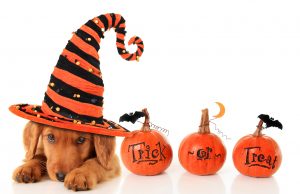 HALLOWEEN AND DOGS