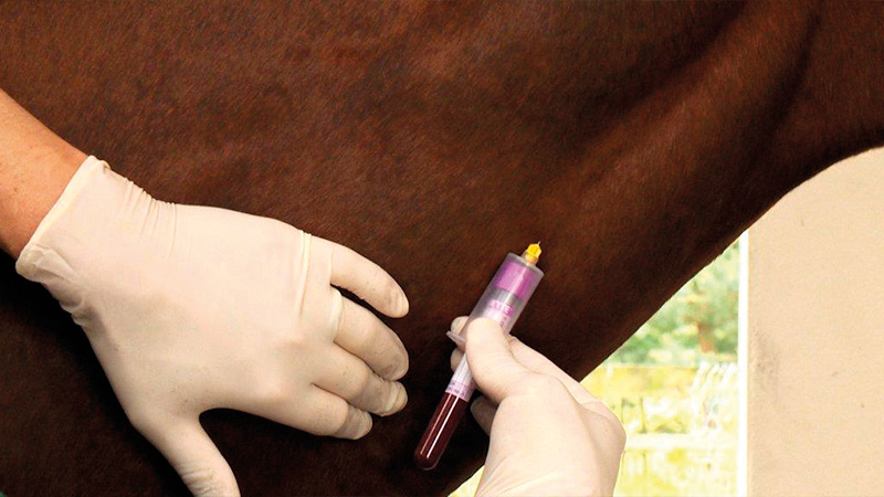 blood sample horse preston