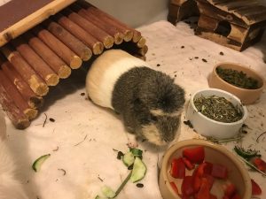 guinea pig surgery vets