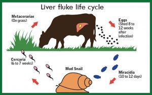 liver fluke life cycle