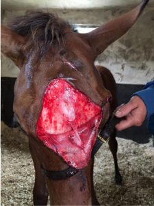 Wound after filly ran into wall