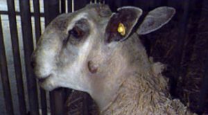Caseous Lymphadenitis - CLA - sheep disease