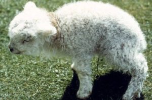 border disease in sheep