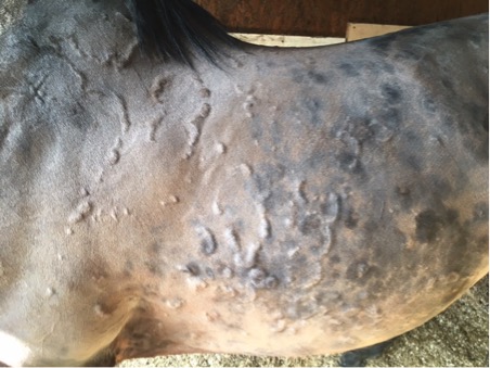 Dermatological Investigations for Horses: allergic skin reaction (uritcaria) 