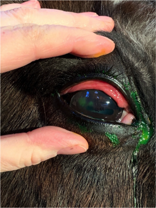 corneal ulceration
