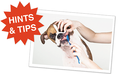Dog dental tips