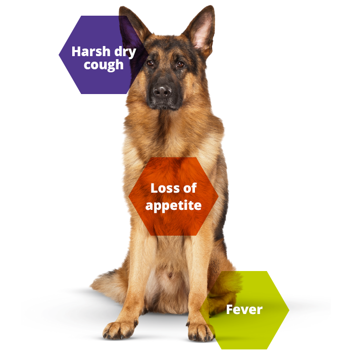 Kennel Cough Infographic