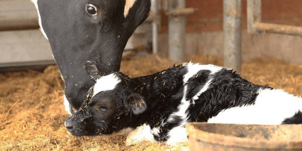 cow with calf - Salmonella case reported