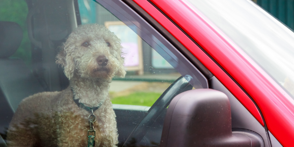 The dangers of heatstroke – Don’t leave dogs in hot cars