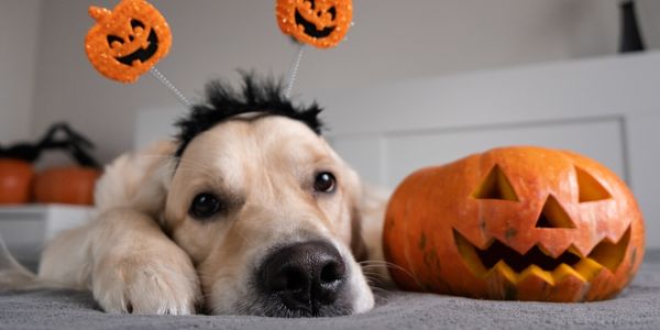 Dog at Halloween