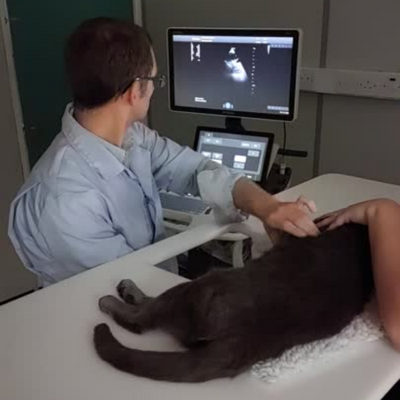 Ultrasound on a cat