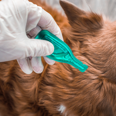 Dog getting parasite prevention treatment