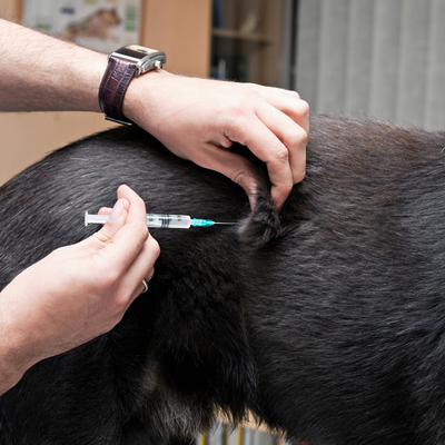 Dog getting vaccination