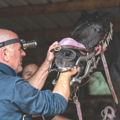 Routine dentistry on a horse