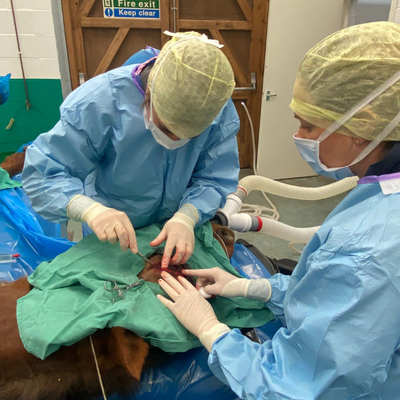 Horse in surgery