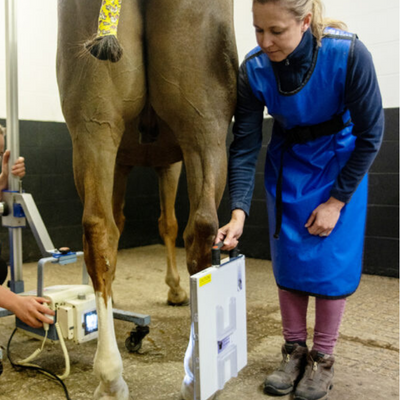 Lameness investigation with x-ray