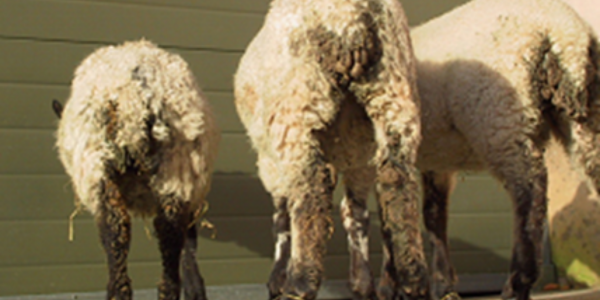 Cobalt deficiency in growing lambs