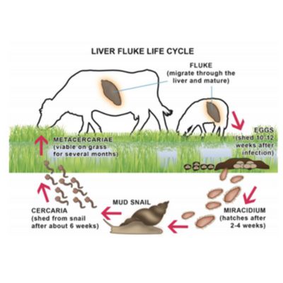 Liver Fluke Life Cycle