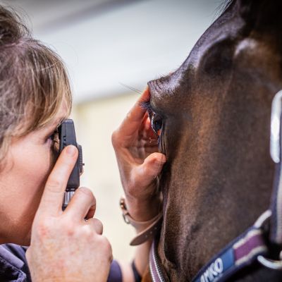 Horse eye injury