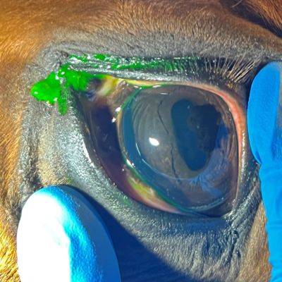 Horse eye injury investigation