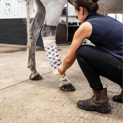 Horse with bandage on leg