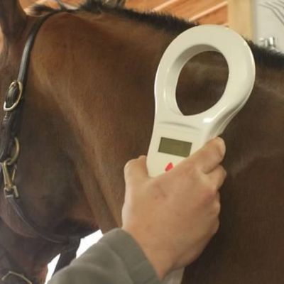 Horse with microchip