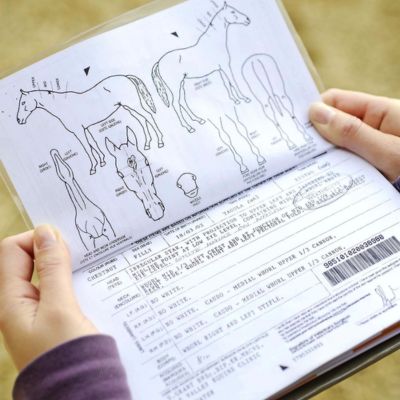 Equine passport