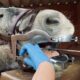 Horse having a dental check