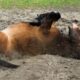 Horse rolling with colic