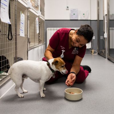 Veterinary Care Assistant feeding a dog