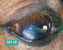 Equine Corneal Ulcer - Day 20