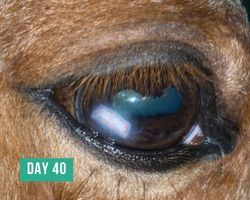 Equine Corneal Ulcer - Day 40