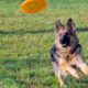 Dog playing with frisbe