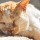 Sleeping cat with feline arthritis