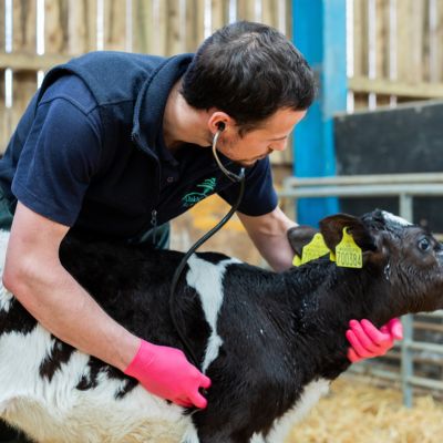 Farm vet with a calf