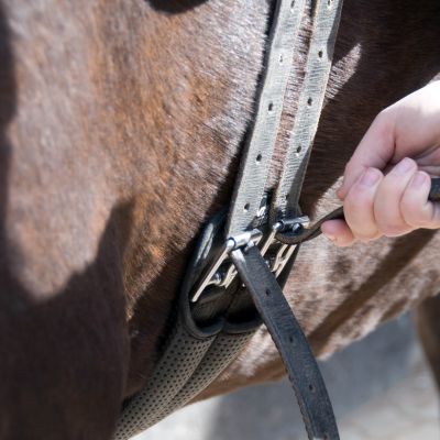 Girth being tightened on horse