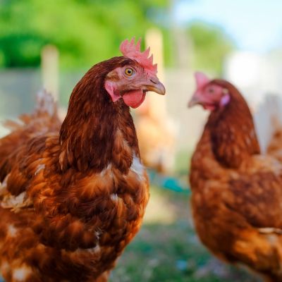 Close up chickens