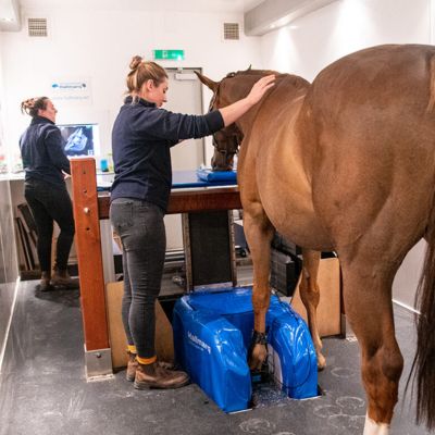 Horse being MRI scanned