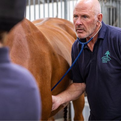 Vet examining horse