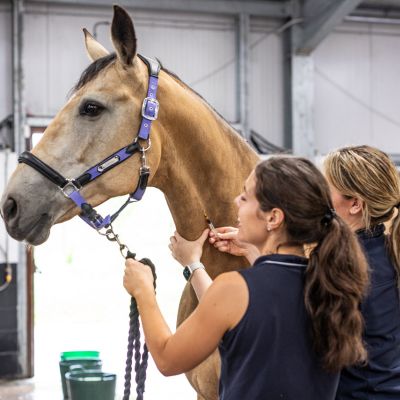 Vets injecting horse