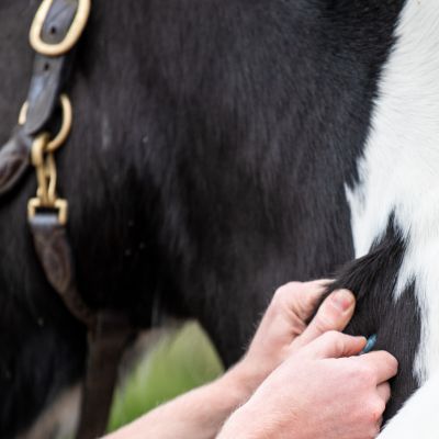 horse being jabbed