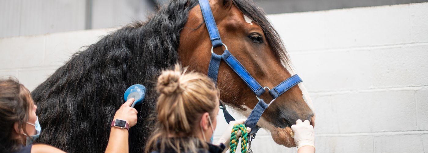 Equine vet with horse