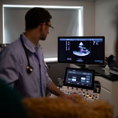 Vet scanning small animal