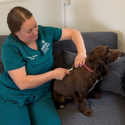 Dog being vaccinated