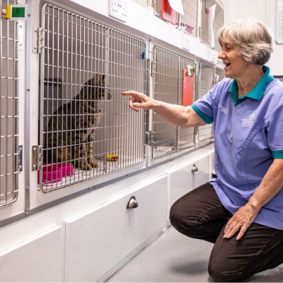 Cat in post surgery care